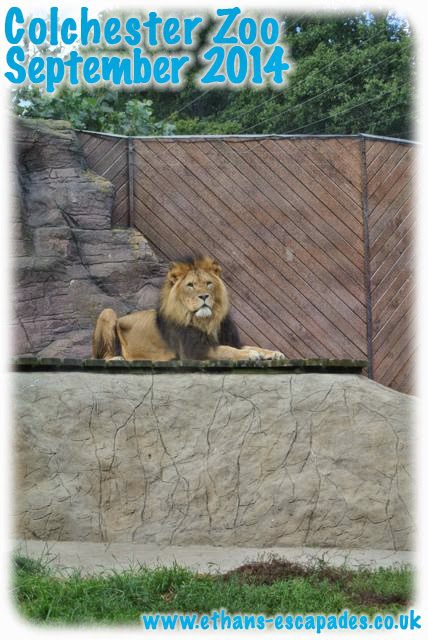 Colchester Zoo Lion