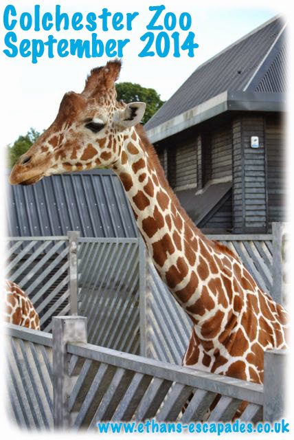 Colchester Zoo giraffes