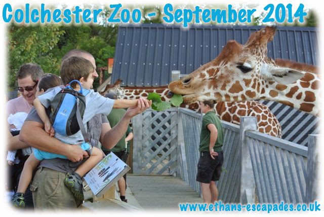Colchester Zoo giraffe feeding