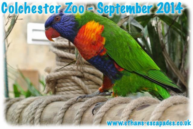 Colchester Zoo Australian Rainbows