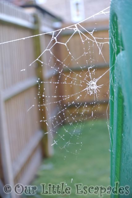 frosty spiders web