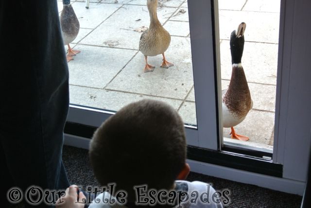 The Ducks at Elveden Forest Center Parcs