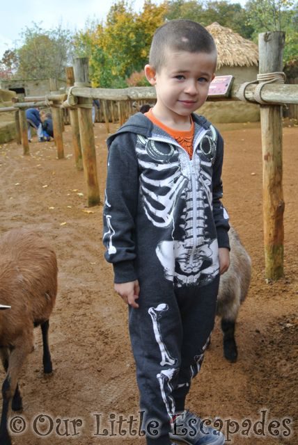 ColchesterZooHalloween2