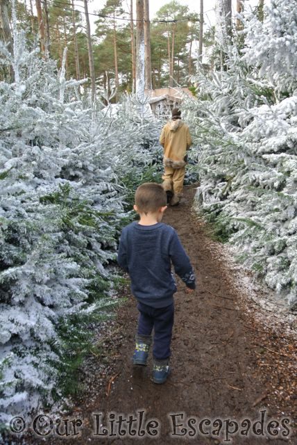 ethan snowy christmas tree walk