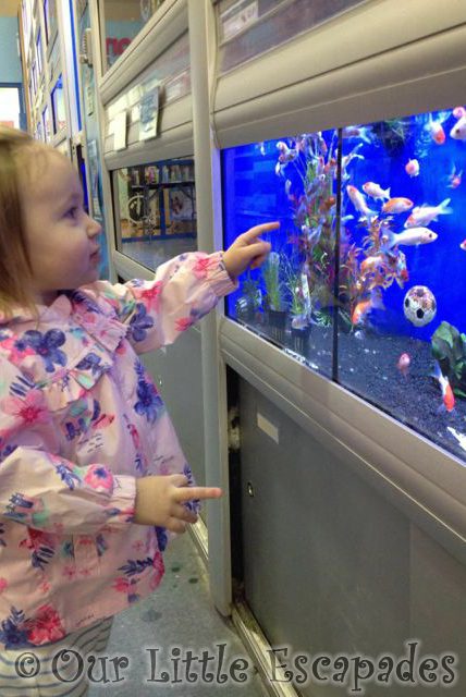 little e pointing fish pet shop
