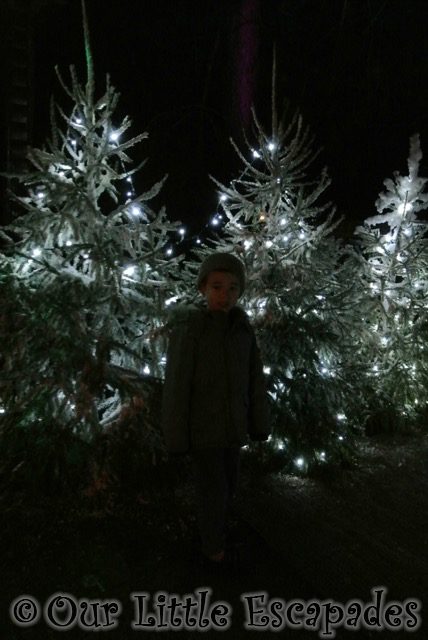 ethan christmas trees christmas lights center parcs winter wonderland elveden forest