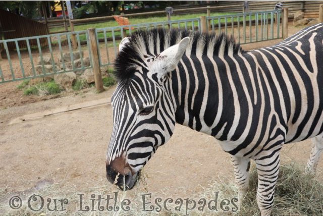 paradise wildlife park zebras