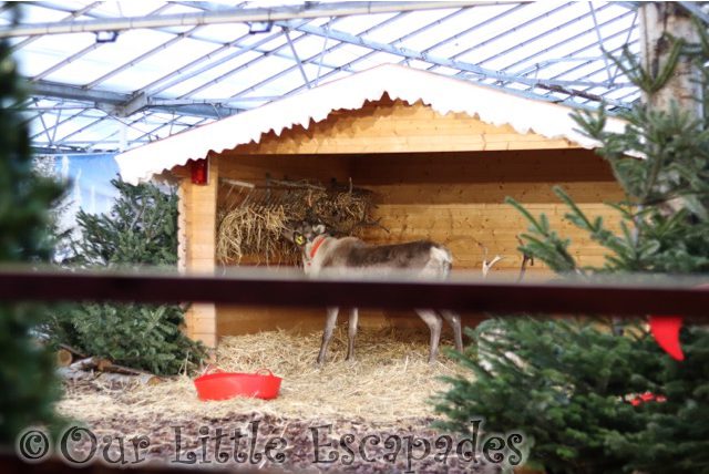 st johns clacton santa express live reindeer christmas wonderland