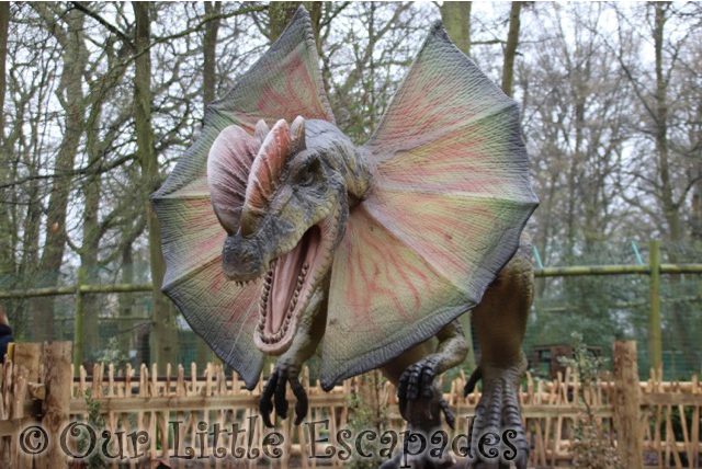 world of dinosaurs dilophosaurus paradise wildlife park