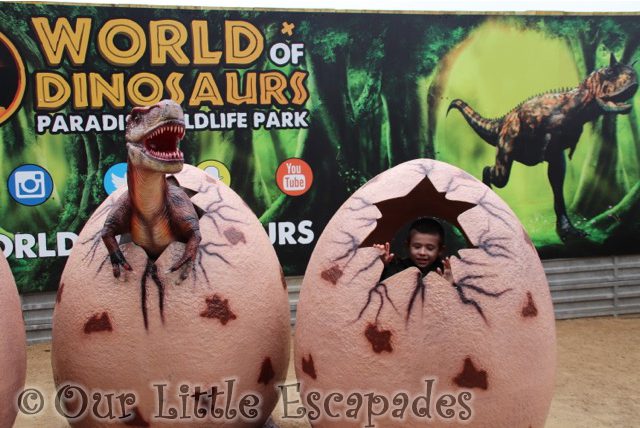 world of dinosaurs paradise wildlife park dinosaur egg photo spot