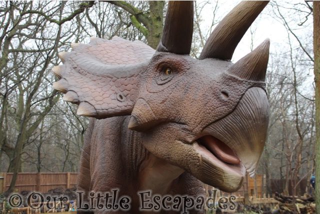 world of dinosaurs triceratops paradise wildlife park