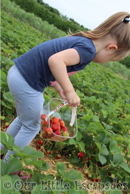strawberry picking mclauchlans boxted