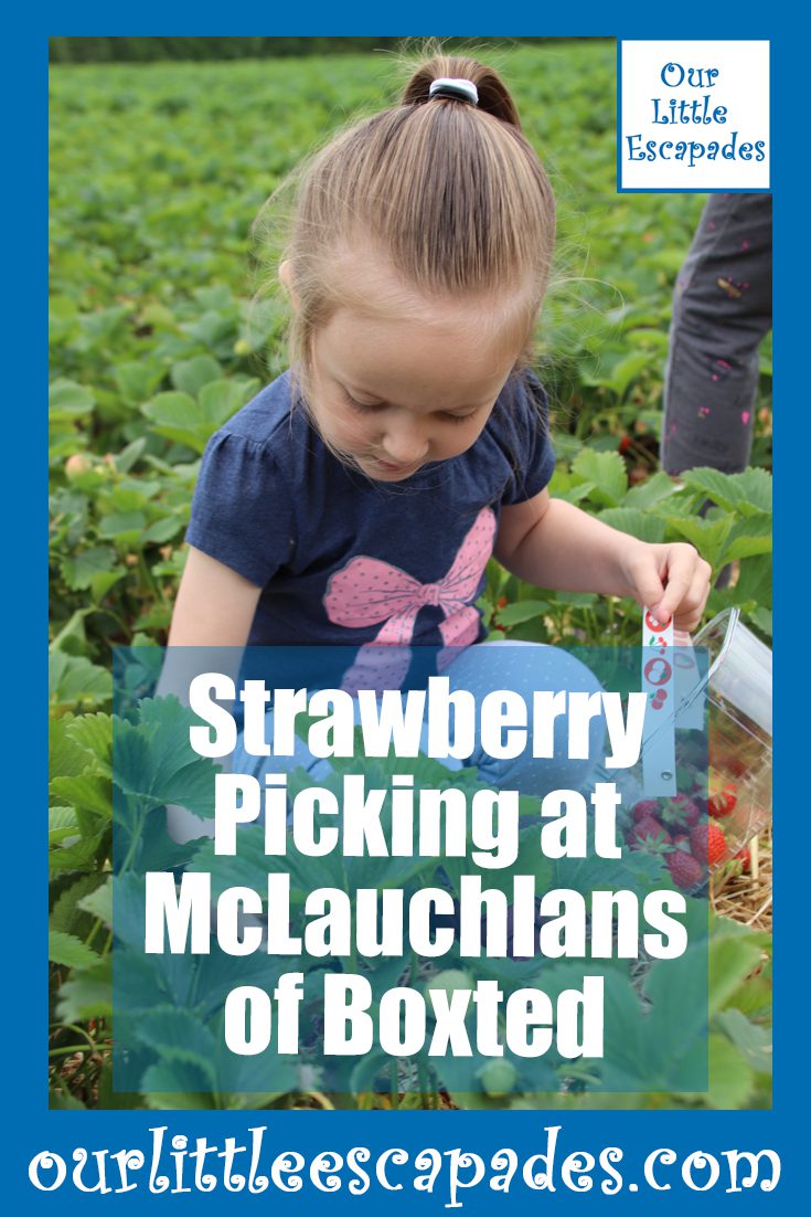 strawberry picking mclauchlans boxted