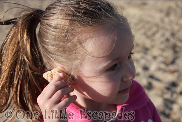 little e seashell listening to the sea