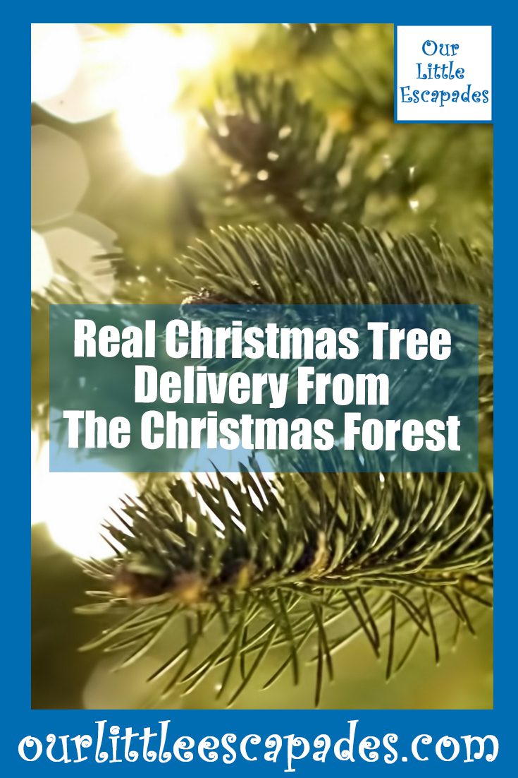Real Christmas Tree Delivery From The Christmas Forest