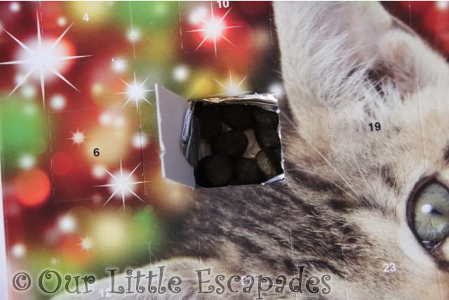 christmas gifts for your cat advent calendar open door