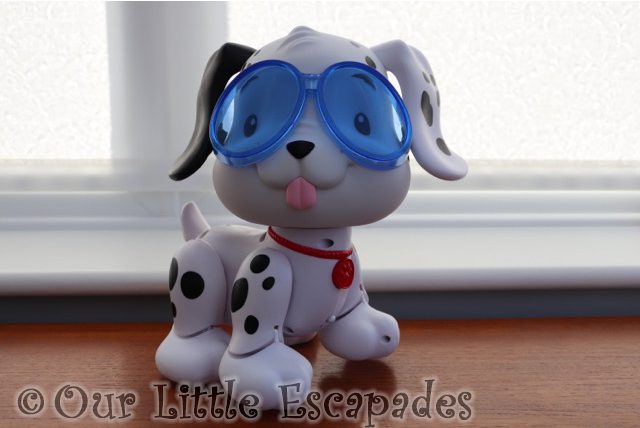 puppy wearing swimming goggles