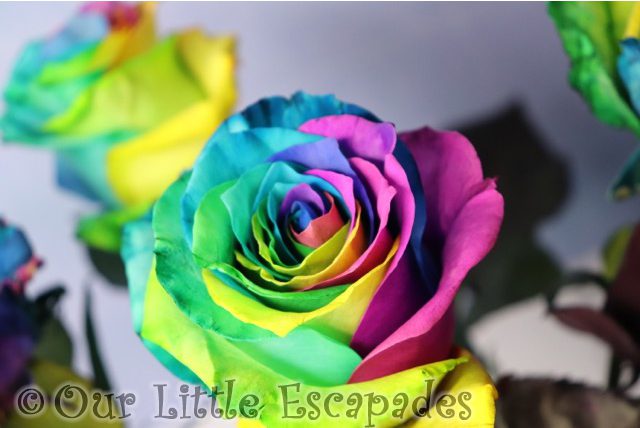 rainbow roses blossoming gifts valentines day gift ideas