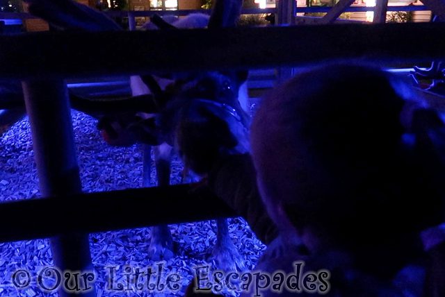 twilight christmas experience colchester zoo feeding reindeer