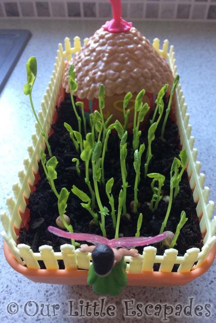 growing pea shoot seeds