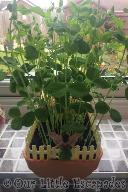 growing pea shoot seeds