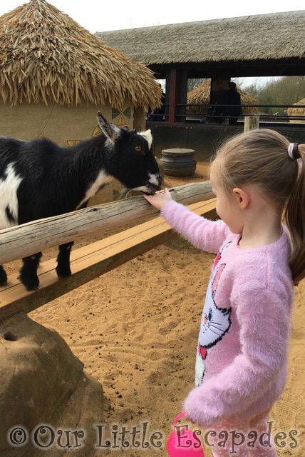 goat feeding colchester zoo little e