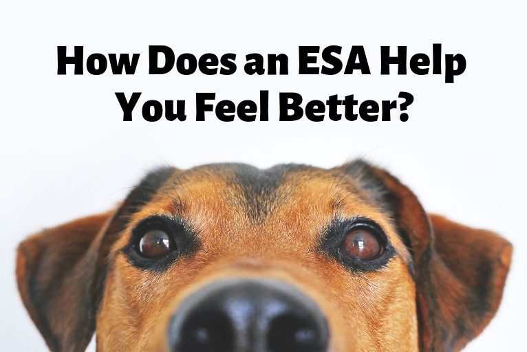 How Does an ESA Help You Feel Better?
