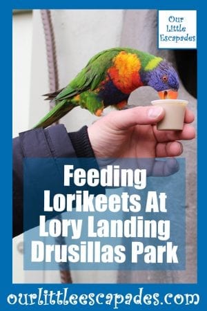 Feeding Lorikeets At Lory Landing Drusillas Park