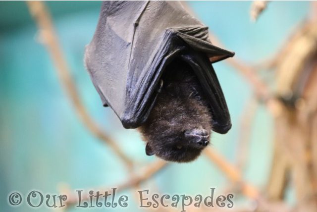 rodrigues fruit bat