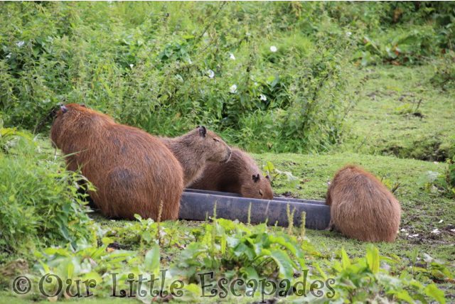 capybara port lympne safari south american experience