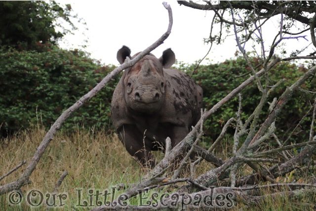eastern black rhino port lympne safari african experience