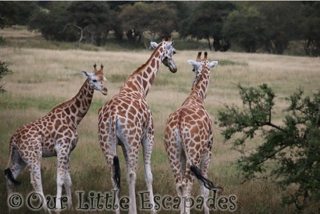 giraffes port lympne safari african experience
