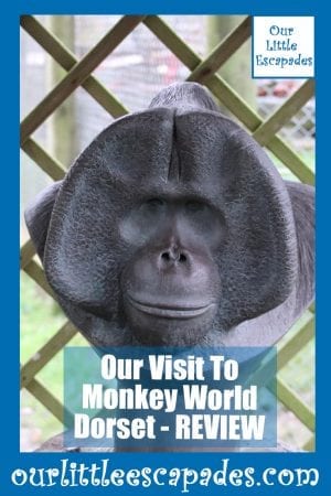 Our Visit To Monkey World Dorset REVIEW