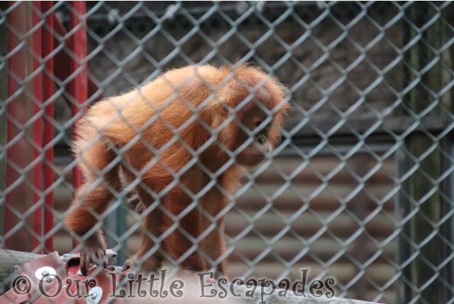 baby orangutan monkey world dorset
