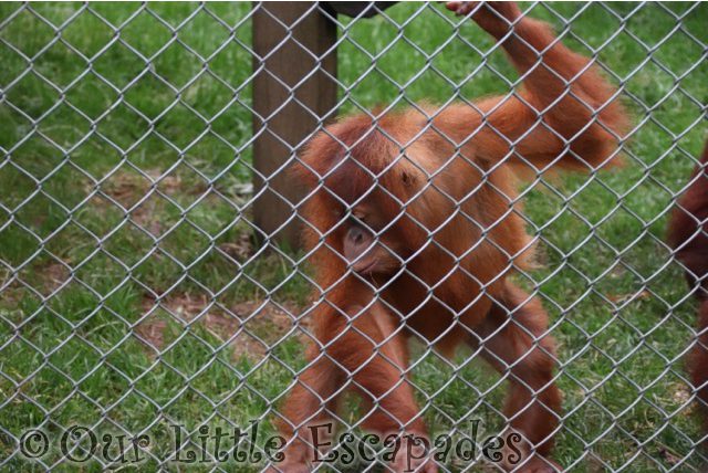 baby orangutan monkey world dorset