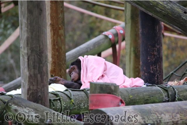 chimpanzee blanket monkey world dorset