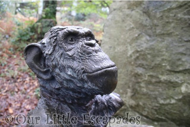 chimpanzee jim cronin memorial monkey world dorset