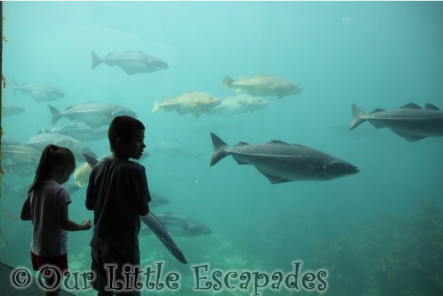 ethan little e atlanterhavstanken atlanterhavsparken alesund norwegian aquarium