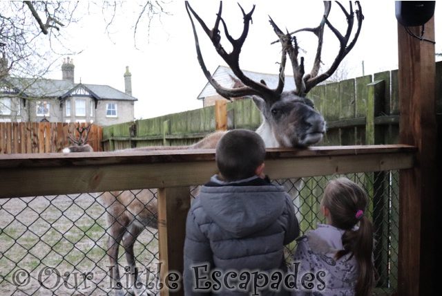 ethan little e feeding reindeer breakfast with santa colchester zoo