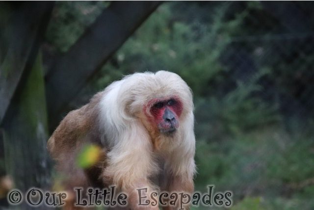 macaques monkey world dorset
