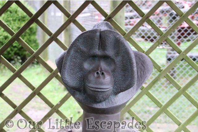 orangutan sensory stature