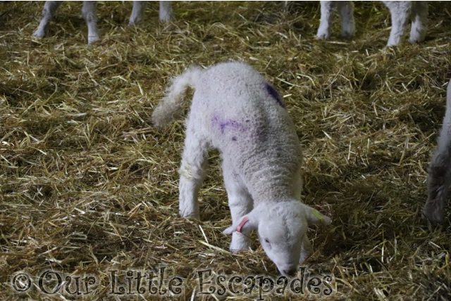baby lamb lambing nursery