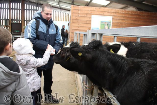 darren ethan little e feeding cows barleylands farm park