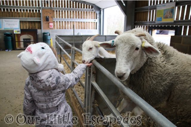 little e feeding goats barleylands farm park