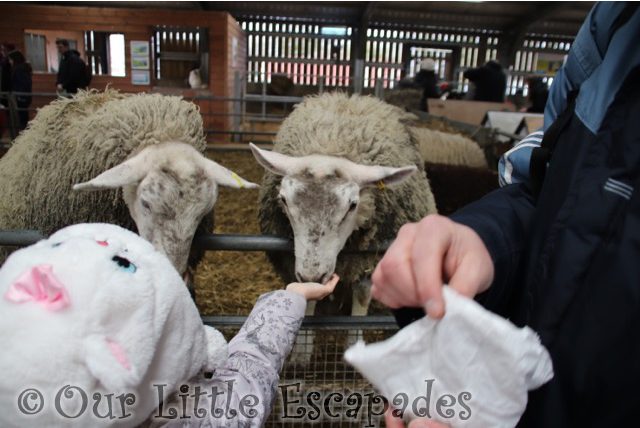 little e feeding sheep barleylands farm park