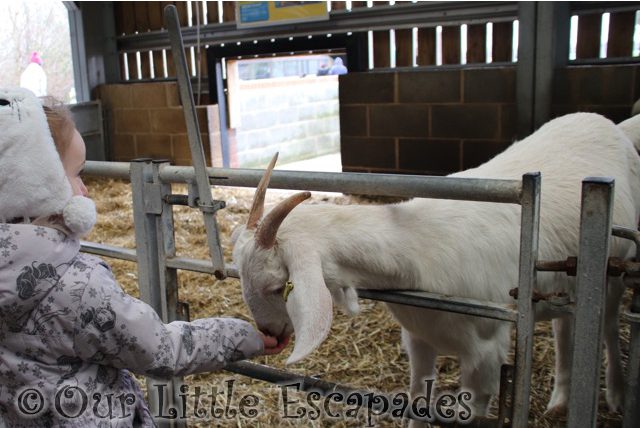 little e feeding white goat barleylands farm park