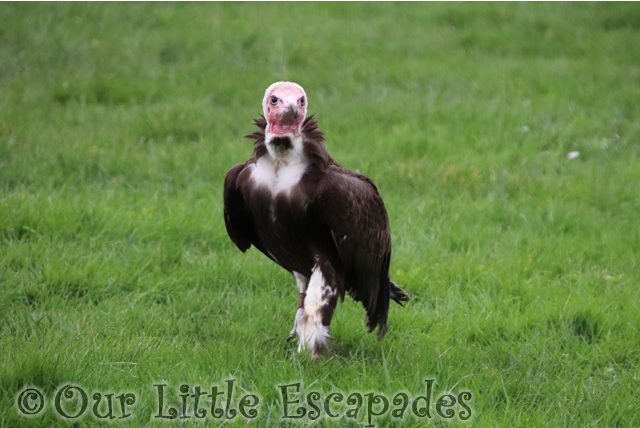 vulture flying display barleylands farm park