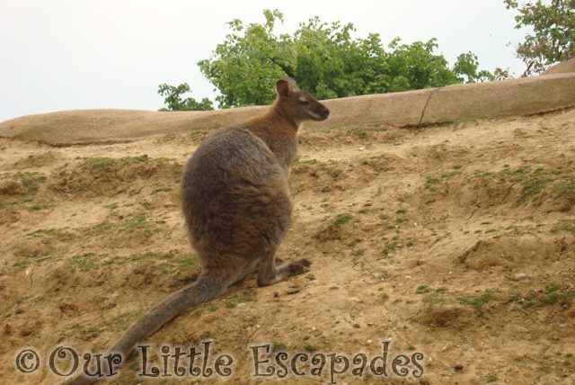 brown wallaby
