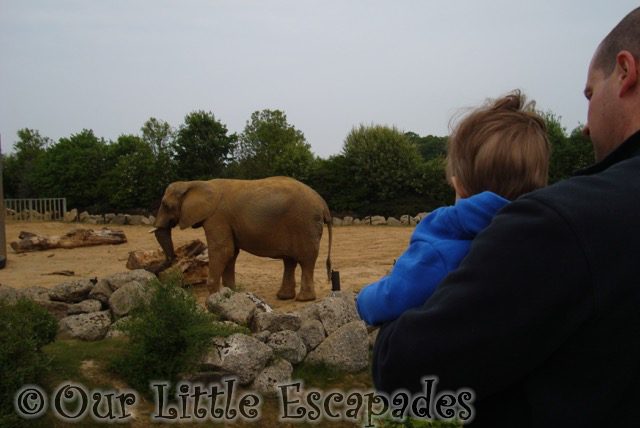 darren ethan elephant colchester zoo first birthday treat