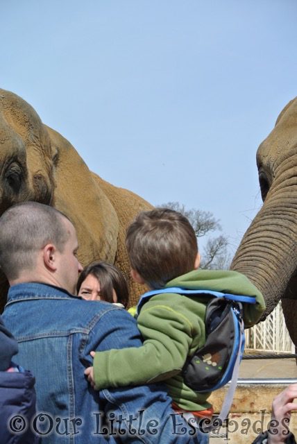 darren ethan feeding elephant colchester zoo feeding time for the animals
